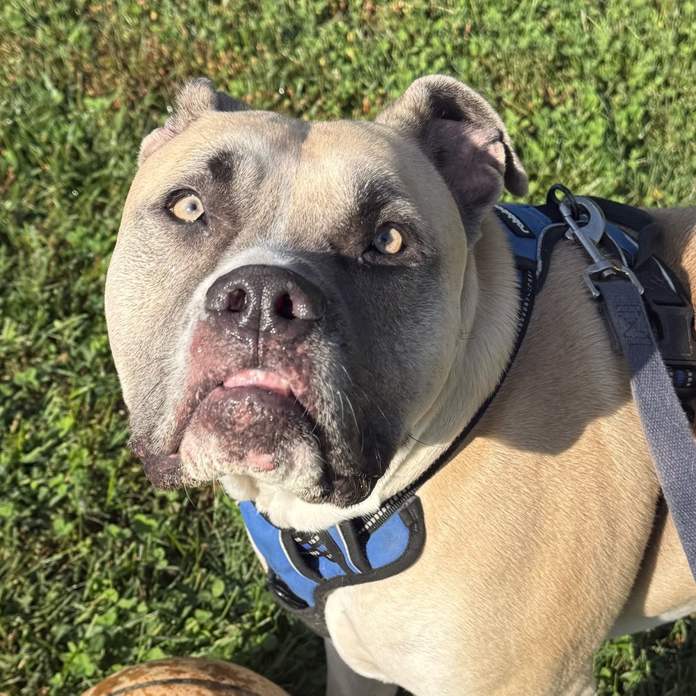 Meet your Posher, Josh